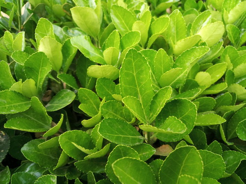 f x mx2 mx 6 m_魅族PRO 6 5.2英寸压感屏手机_魅族PRO 6独享联发科Helio X25处理器旗舰