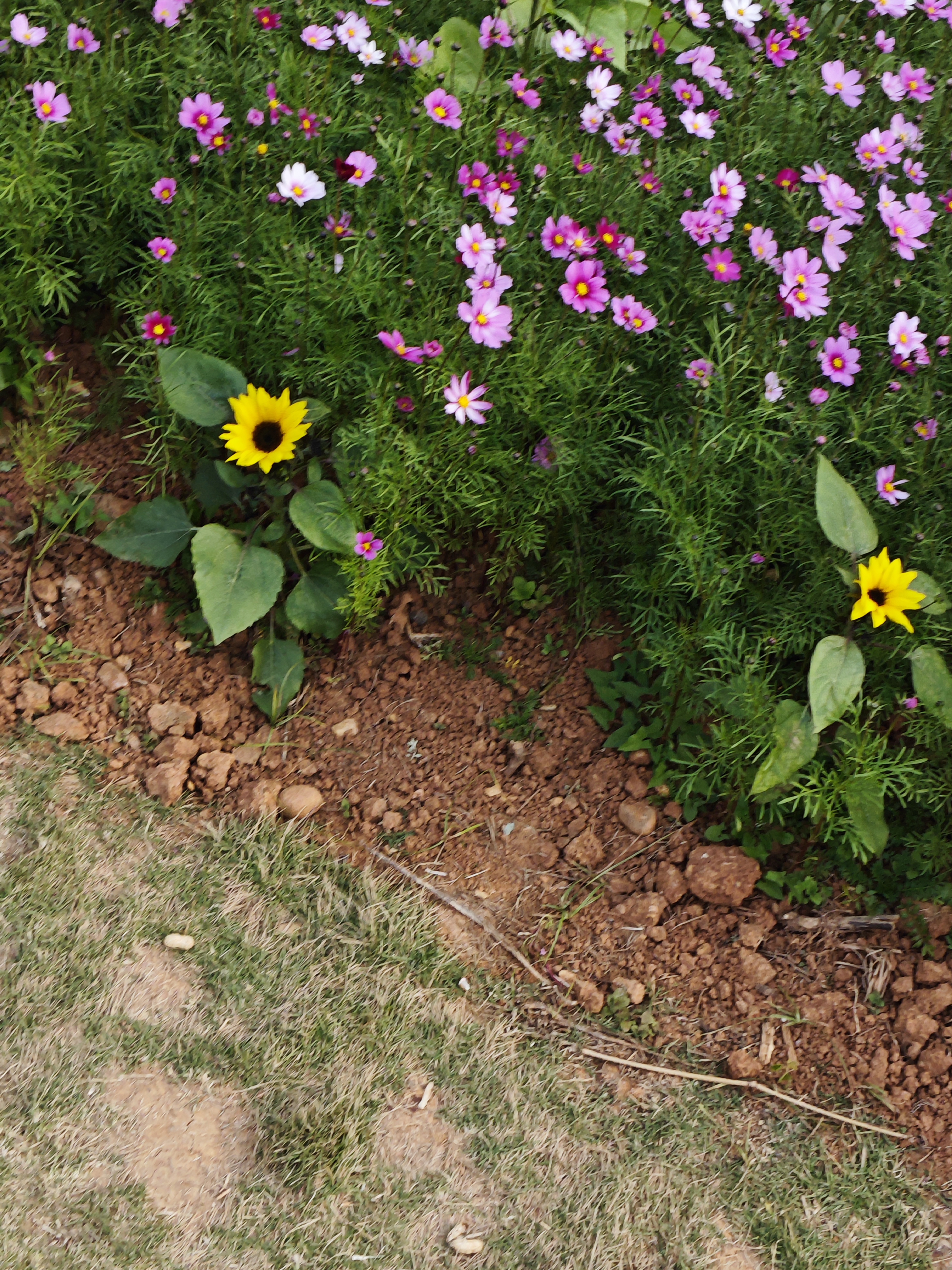 一元一次方程解法步骤_初二数学概念学习_分式加减乘除计算题